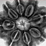 8 Mukhi Rudraksha 28.2mm 7.11gm - Inverse xray
