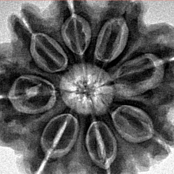 8 Mukhi Rudraksha 28.2mm 7.11gm - Inverse xray