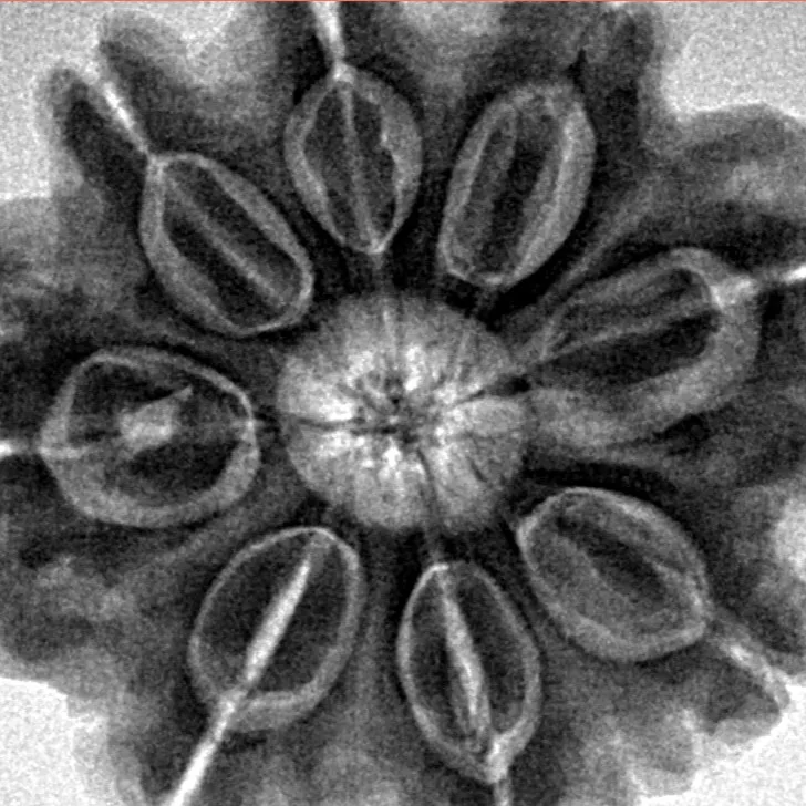 8 Mukhi Rudraksha 28.2mm 7.11gm - Inverse xray
