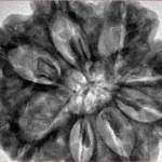 8 Mukhi Rudraksha 34mm 8.93gm - Inverse xray