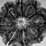 8 Mukhi Rudraksha 28.8mm 6.36gm - Inverse xray
