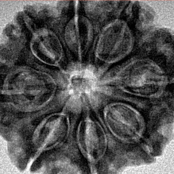 8 Mukhi Rudraksha 28.8mm 6.36gm - Inverse xray