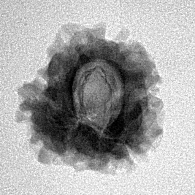 1 Mukhi Rudraksha 20.1mm 2.1gm - Inverse xray