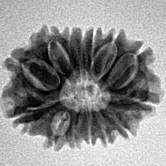 14 Mukhi Rudraksha 20.7mm 2.12gm - Inverse xray