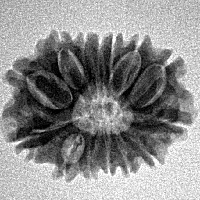 14 Mukhi Rudraksha 20.7mm 2.12gm - Inverse xray