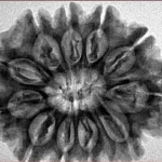 11 Mukhi Rudraksha 30mm 6.54gm - Inverse xray