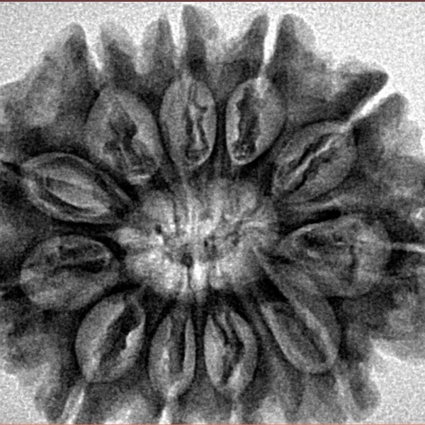 11 Mukhi Rudraksha 30mm 6.54gm - Inverse xray
