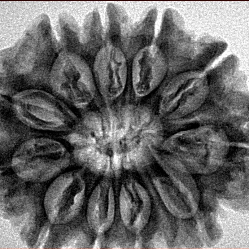 11 Mukhi Rudraksha 30mm 6.54gm - Inverse xray