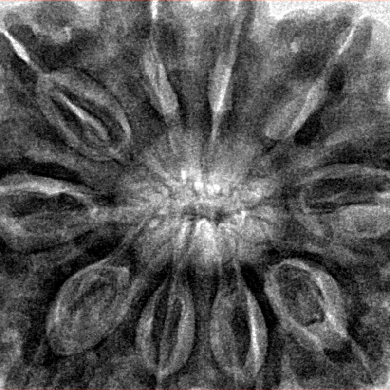 10 Mukhi Rudraksha 34.9mm 10.23gm - Inverse xray