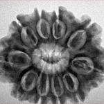 10 Mukhi Rudraksha 27.9mm 5.16gm - Inverse xray
