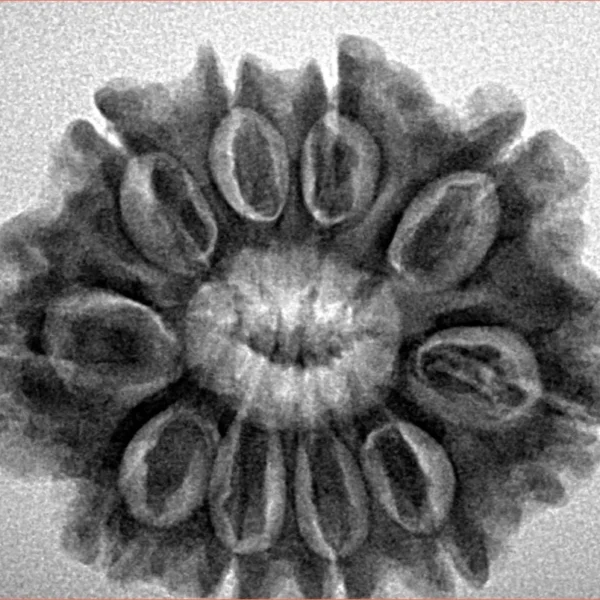 10 Mukhi Rudraksha 27.9mm 5.16gm - Inverse xray