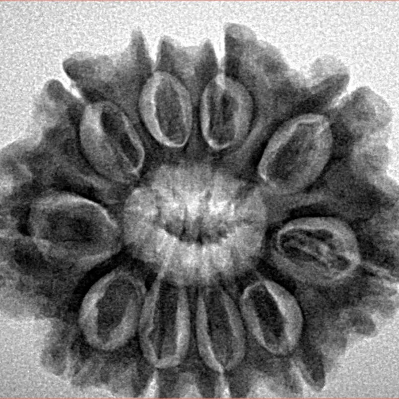 10 Mukhi Rudraksha 27.9mm 5.16gm - Inverse xray
