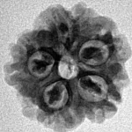 1MK(Underdeveloped) 19.1mm 2.36gm - Inverse xray