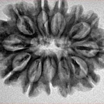 12 Mukhi Rudraksha 29.1mm 4.71gm - Inverse xray