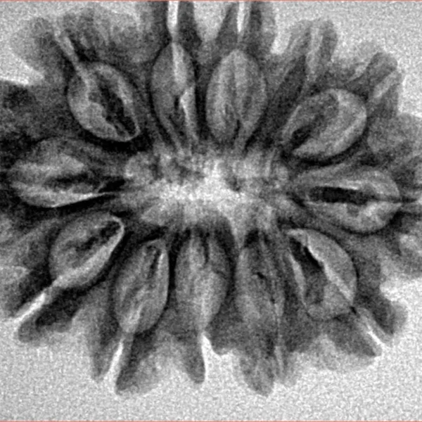 12 Mukhi Rudraksha 29.1mm 4.71gm - Inverse xray