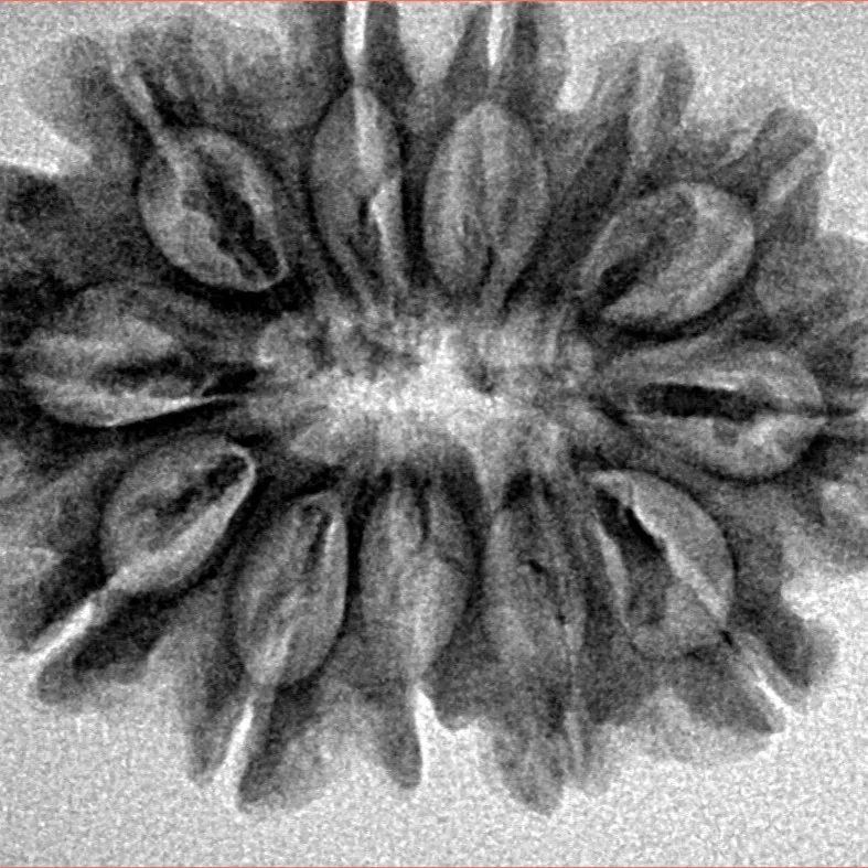 12 Mukhi Rudraksha 29.1mm 4.71gm - Inverse xray