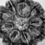9 Mukhi Rudraksha 28.5mm 6.42gm - Inverse xray