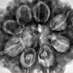 8 Mukhi Rudraksha 29.3mm 7.69gm - Inverse xray