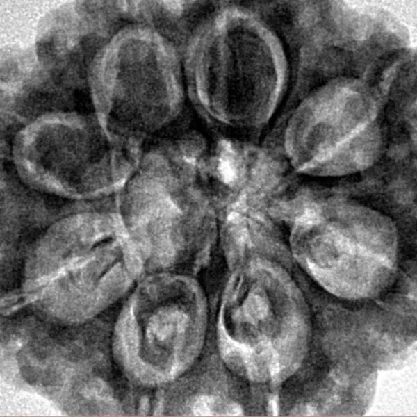 8 Mukhi Rudraksha 29.3mm 7.69gm - Inverse xray