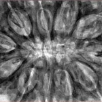 11 Mukhi Rudraksha 37.8mm 10.41gm - Inverse xray