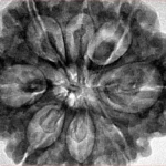 8 Mukhi Rudraksha 32.5mm 8.44gm - Inverse xray