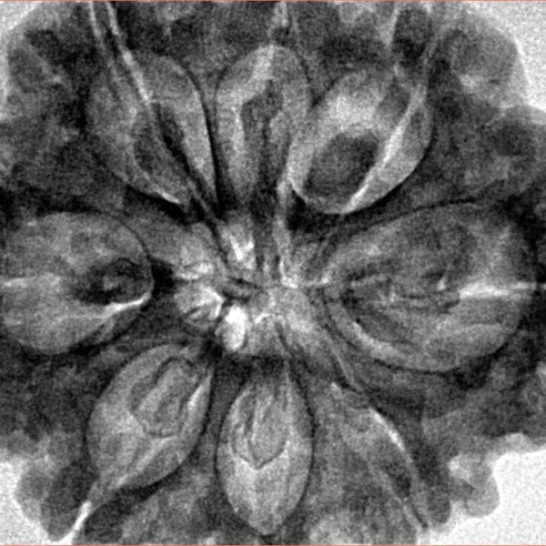 8 Mukhi Rudraksha 32.5mm 8.44gm - Inverse xray
