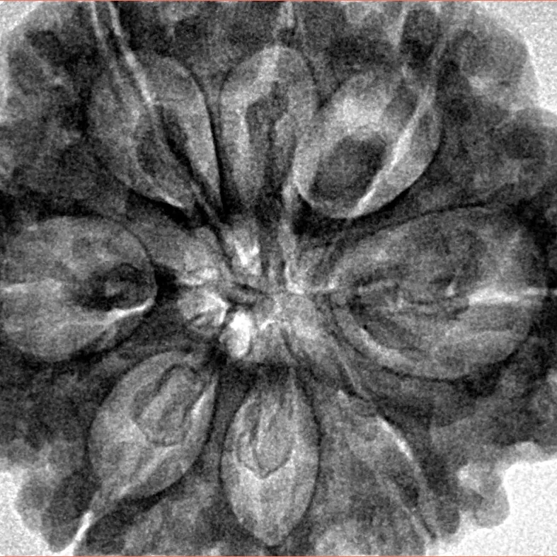 8 Mukhi Rudraksha 32.5mm 8.44gm - Inverse xray