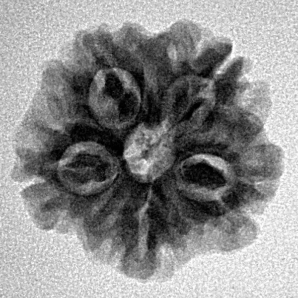 1MK(Underdeveloped) 20.4mm 3.23gm - Inverse xray