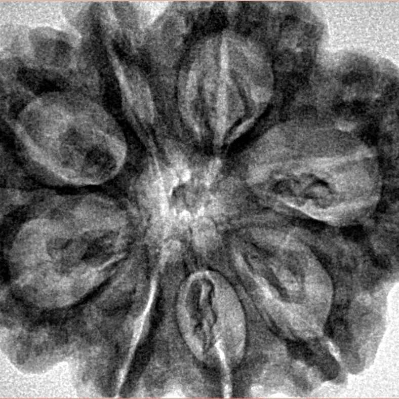 8 Mukhi Rudraksha 32.3mm 7.5gm - Inverse xray