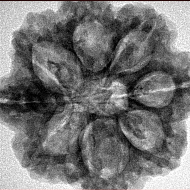 8 Mukhi Ganesh 27.2mm 6.17gm - Inverse xray