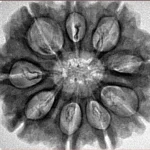 9 Mukhi Rudraksha 29.8mm 5.7gm - Inverse xray