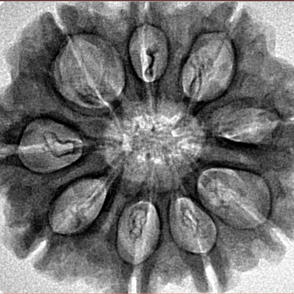 9 Mukhi Rudraksha 29.8mm 5.7gm - Inverse xray