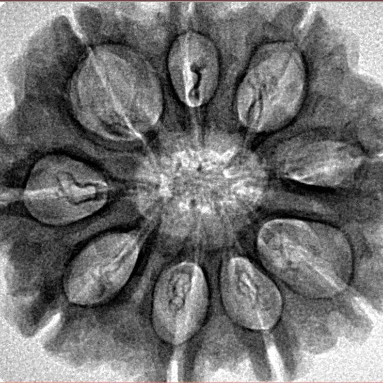 9 Mukhi Rudraksha 29.8mm 5.7gm - Inverse xray