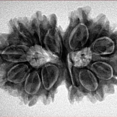 13 MK Gaurishankar 30.5mm 5.38gm - Inverse xray
