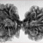 9 MK Gaurishankar 38.6mm 6.7gm - Inverse xray