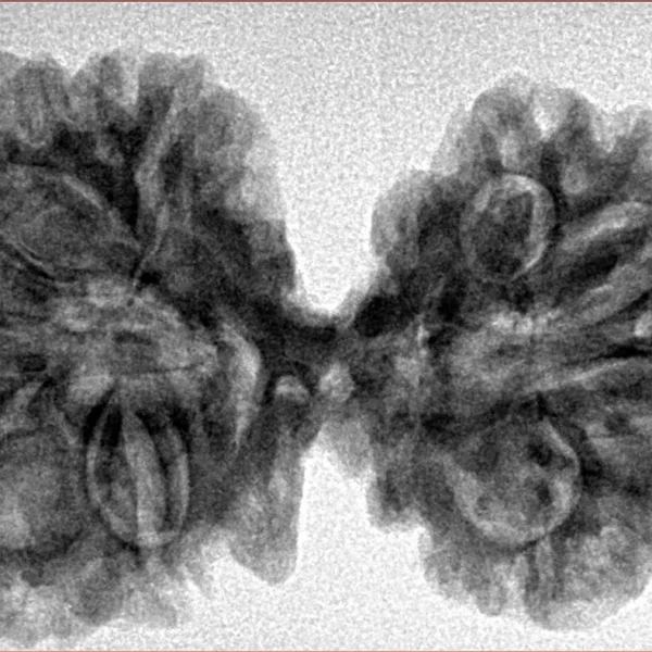 9 MK Gaurishankar 38.6mm 6.7gm - Inverse xray