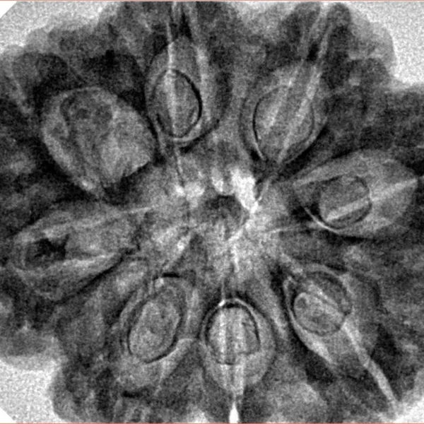 8 Mukhi Rudraksha 31.7mm 6.75gm - Inverse xray