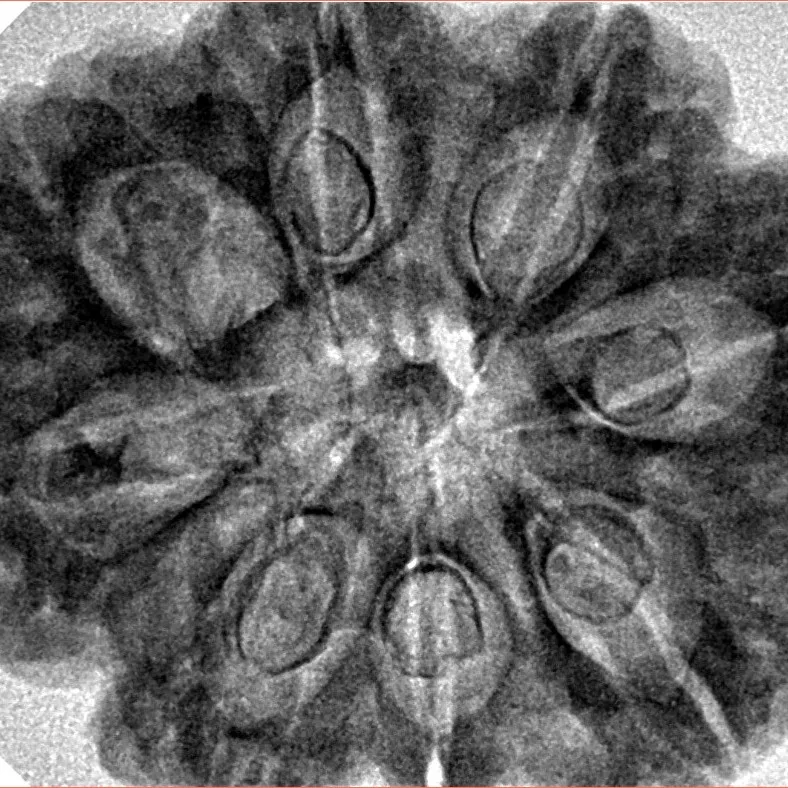 8 Mukhi Rudraksha 31.7mm 6.75gm - Inverse xray