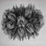 10 Mukhi Rudraksha 23.9mm 2.13gm - Inverse xray