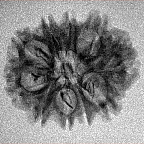 10 Mukhi Rudraksha 23.9mm 2.13gm - Inverse xray
