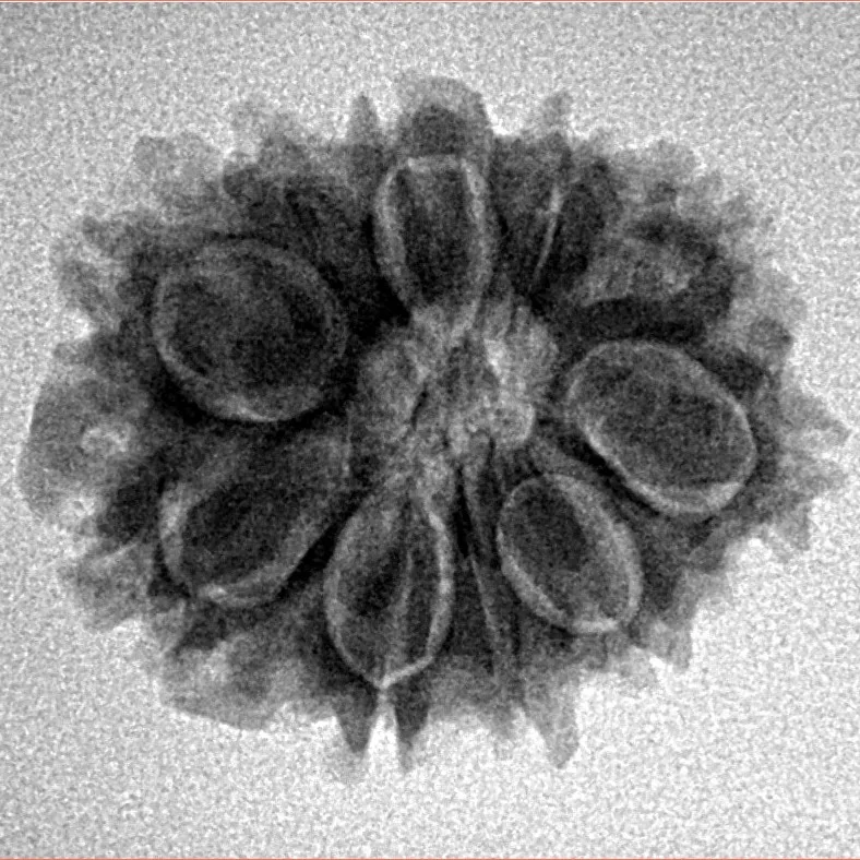10 Mukhi Rudraksha 23.8mm 3.39gm - Inverse xray