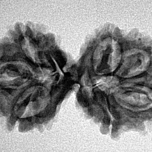 7 MK Gaurishankar 29.7mm 3.43gm - Inverse xray