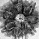 8 Mukhi Rudraksha 26.9mm 5.66gm - Inverse xray