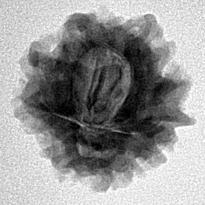 1 Mukhi Rudraksha 22.3mm 3.13gm - Inverse xray