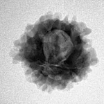 1 Mukhi Rudraksha 21mm 2.69gm - Inverse xray