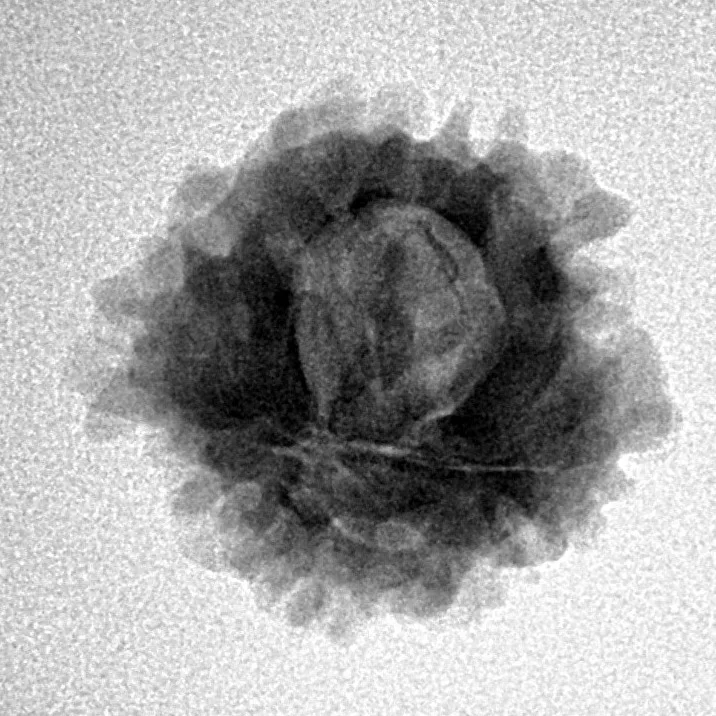 1 Mukhi Rudraksha 21mm 2.69gm - Inverse xray