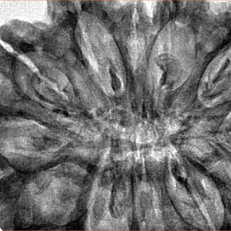 12 Mukhi Rudraksha 39.9mm 10.51gm - Inverse xray