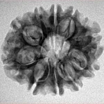 10 Mukhi Rudraksha 24.8mm 3.38gm - Inverse xray