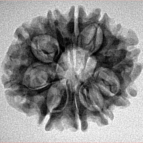 10 Mukhi Rudraksha 24.8mm 3.38gm - Inverse xray