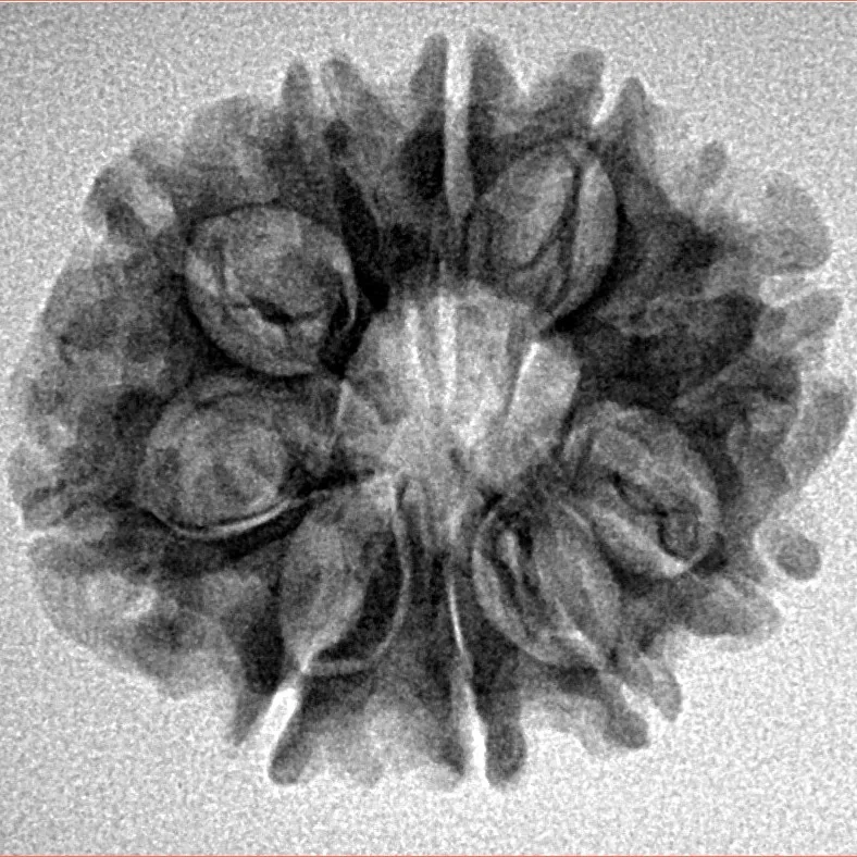 10 Mukhi Rudraksha 24.8mm 3.38gm - Inverse xray